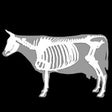 Icon of program: 3D Bovine Anatomy