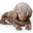 Icon of program: Dachshunds - Weiner Dog F…