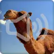 Icon of program: Camel Sounds Ringtone