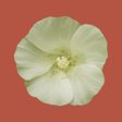Icon of program: Rare Plants of the Pilbar…
