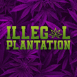 Icono de programa: Illegal Plantation