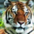 Icono de programa: Daily Wildlife Photograph…