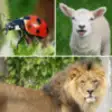 Icon of program: Guess the Animals Quiz - …