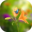 Icon of program: Blowing Flowers HD wallpa…