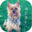 Icon of program: World CynoSport Rally Obe…