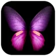 Icon of program: Butterfly from Galaxy Fol…