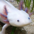 Icono de programa: Axolotl Pet