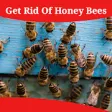 Icon of program: How To Get Rid Of Honey B…