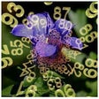 Icono de programa: Peach Blossom Numerology