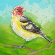 Icon of program: Birdfull