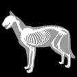 Icono de programa: 3D Cat Anatomy