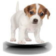Icono de programa: Animal Sounds For My Kid