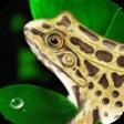Icon of program: Frog Dissection