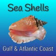 Icon of program: Sea Shells of the Gulf an…