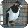 Icono de programa: Master Kicau Jalak Suren …