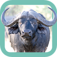 Icon of program: Sasol Wildlife for Beginn…