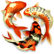 Icon of program: Koi Pond 3D