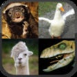 Icon of program: Llama or Duck or Honey Ba…