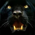 Icon of program: Panther Wallpapers