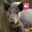 Icon of program: Wild boar sound & calls