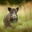Icon of program: Wild boar sound & calls