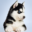 Icono de programa: Husky Simulator