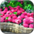 Icon of program: Magic Garden Live Wallpap…