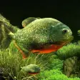 Icon of program: 3D Fish Aquarium Wallpape…