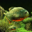 Icon of program: 3D Fish Aquarium Wallpape…