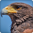 Icon of program: Hawk Sounds Ringtone