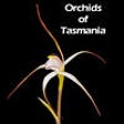 Icon of program: Orchids of Tasmania