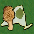 Icon of program: Adirondack Mushroom Forag…