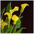 Icono del programa: Bach Flower Remedies