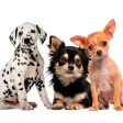Icon of program: Chihuahua & Dalmatians & …