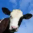 Icon of program: Crazy Cow Simulator FREE