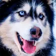 Icon of program: Husky dog Wallpaper HD : …
