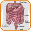 Icon of program: Gastrointestinal USMLE St…