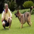 Icon of program: Dog Training Video Guide