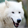 Icon of program: Arctic Wolf Survival Simu…