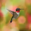 Icon of program: Hummingbirds Species