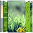 Icon of program: Green Wallpaper HD 4K
