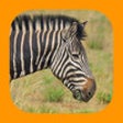 Icon of program: Animals of Pilanesberg