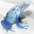 Icon of program: Poison Frog Gallery (Free…