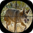Icono de programa: Coyote Hunting Calls