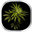 Icon of program: Weed Live Wallpaper
