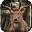 Icon of program: Herd of Deer Live Wallpap…
