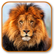 Icon of program: Lion Sounds