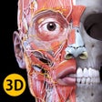 Icon of program: Muscle | Skeleton - 3D At…