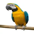 Icon of program: Talking Parrot