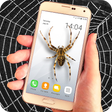 Icono de programa: Spider on screen - prank
